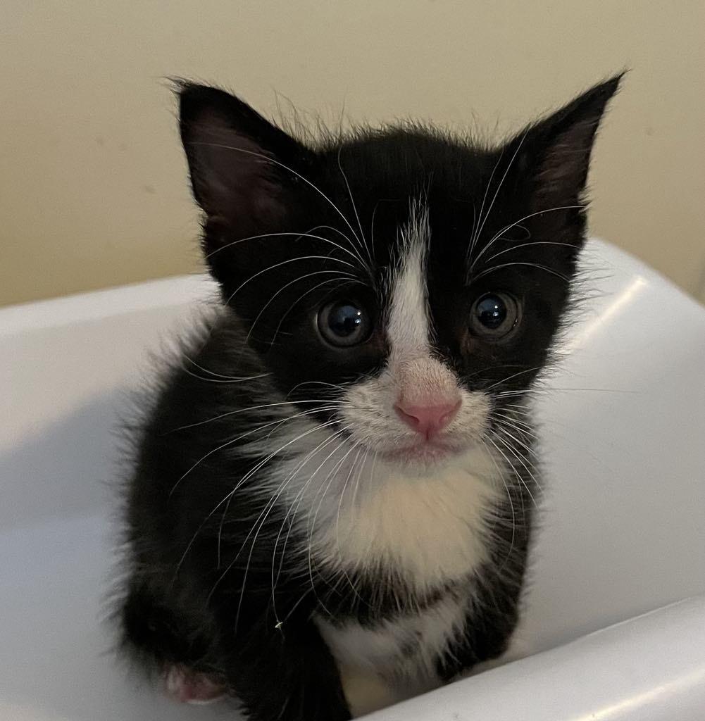 Enlarge Zircon, a Adopted Domestic Short Hair in Hershey, PA image 1/3