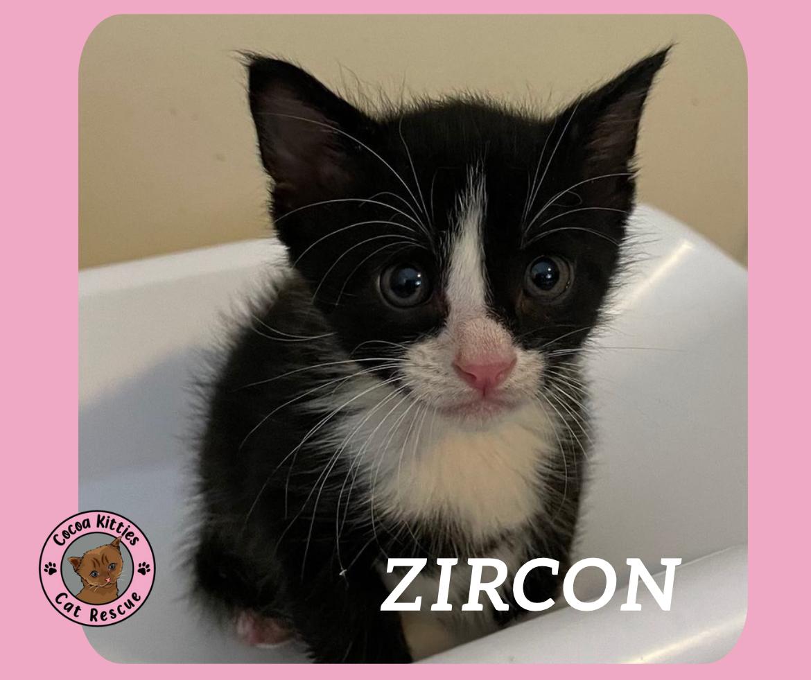 Enlarge Zircon, a Adopted Domestic Short Hair in Hershey, PA image 3/3