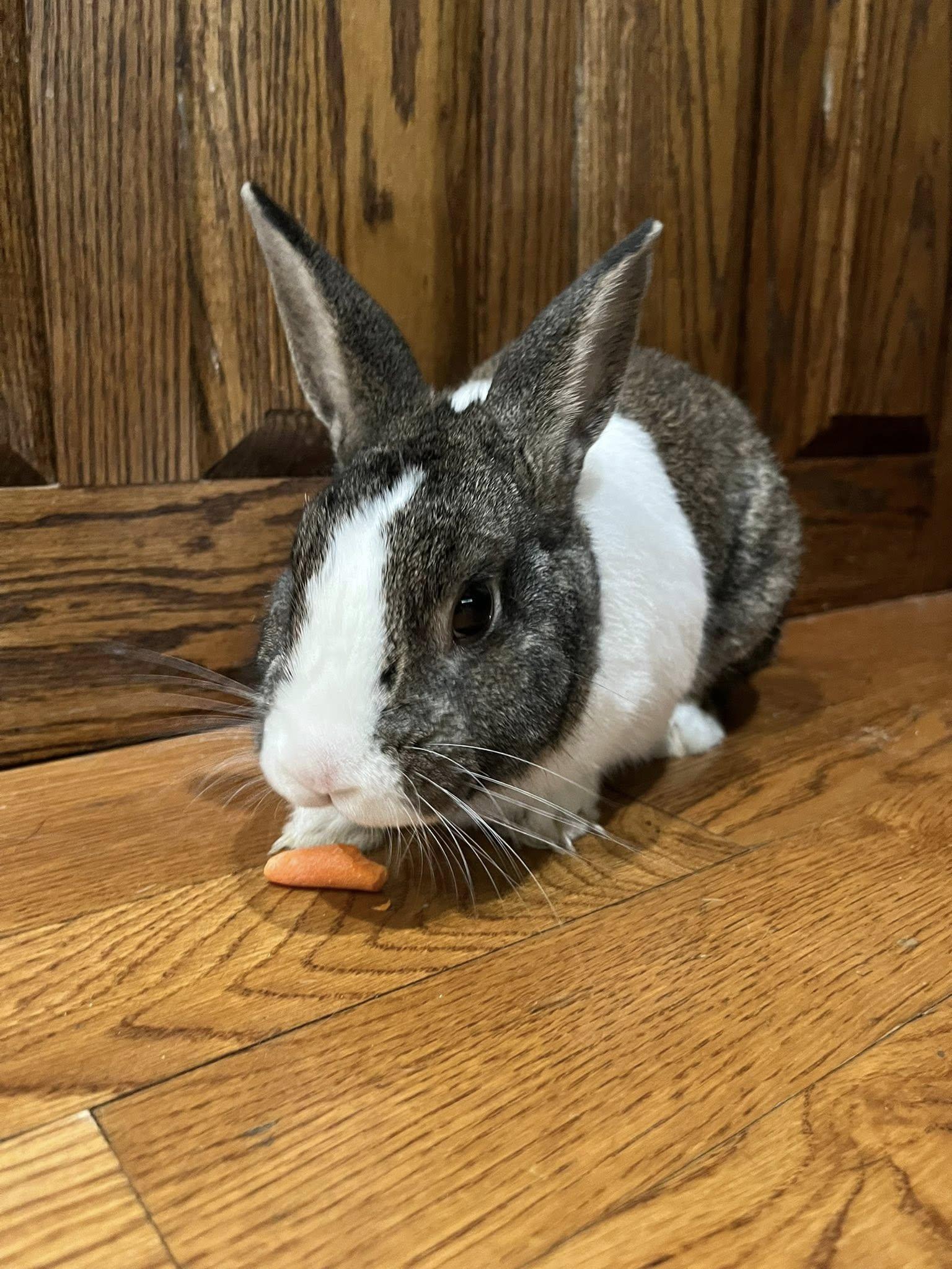 Enlarge Scott, an adopted mixed breed in Wilmington, NC image 3/4