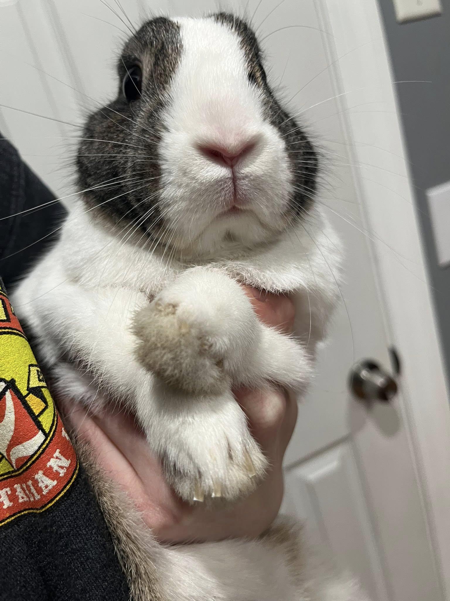 Enlarge Scott, an adopted mixed breed in Wilmington, NC image 4/4