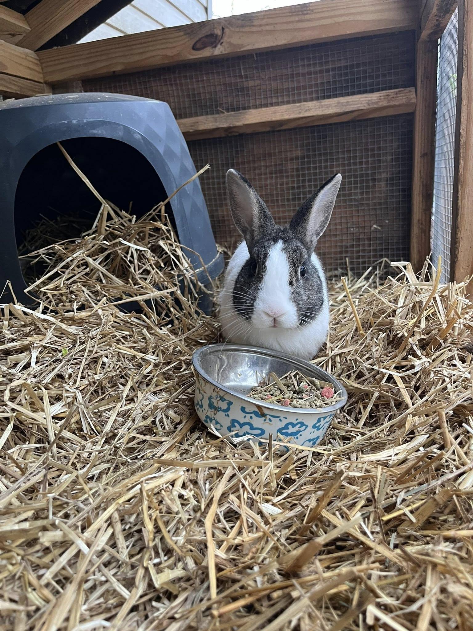 Scott, adopted, Young Male Bunny Rabbit.
