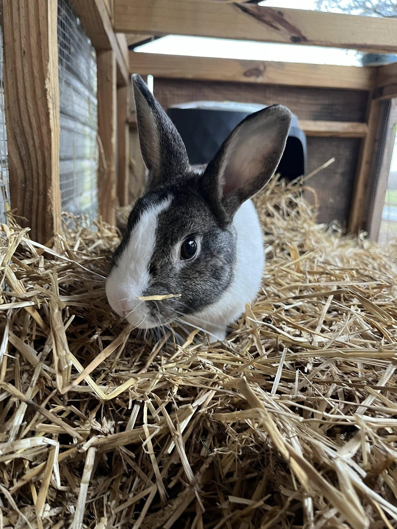 Enlarge Scott, an adopted mixed breed in Wilmington, NC image 2/4