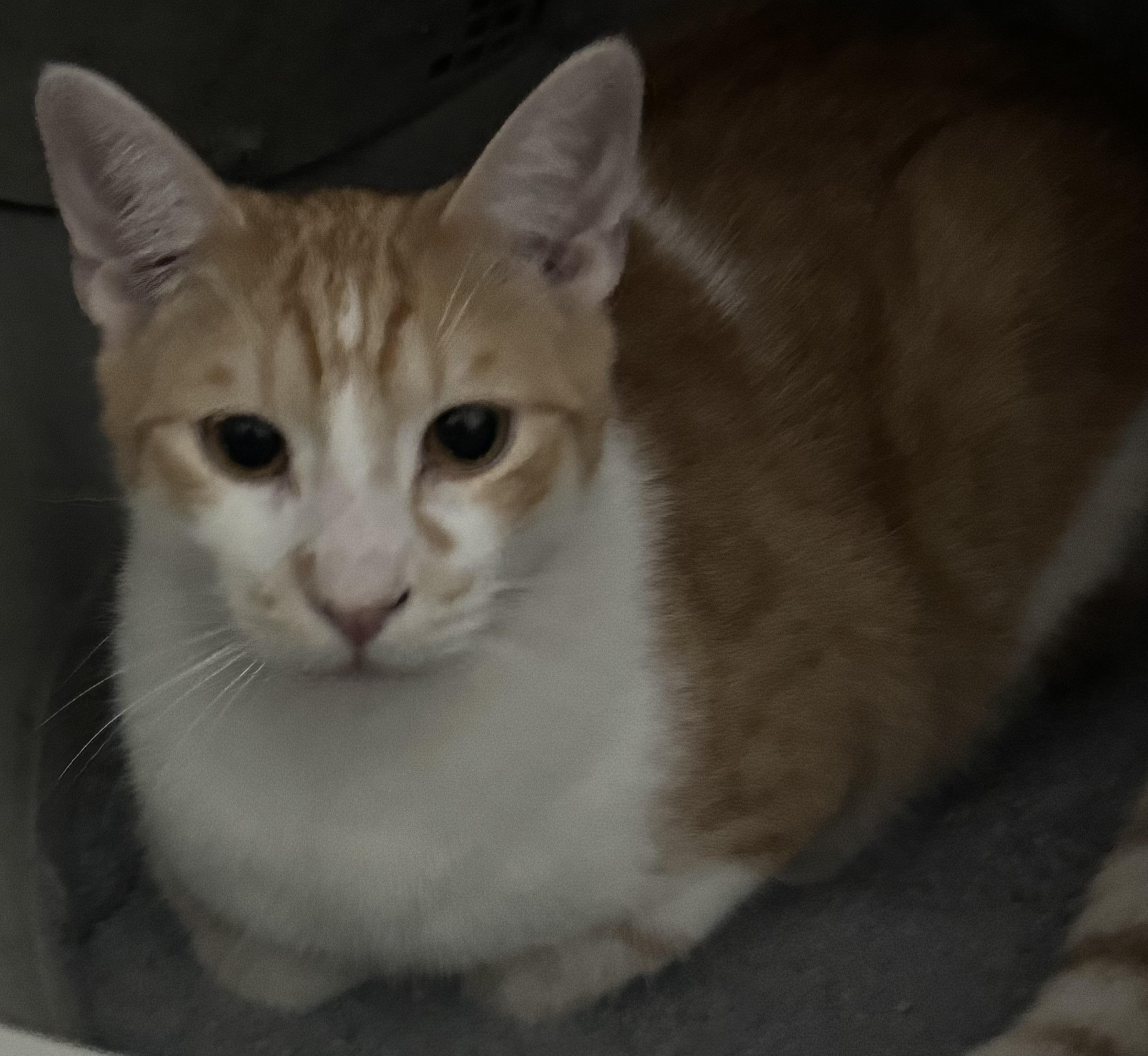 Chandler, Adoptable, Young Male Domestic Short Hair.