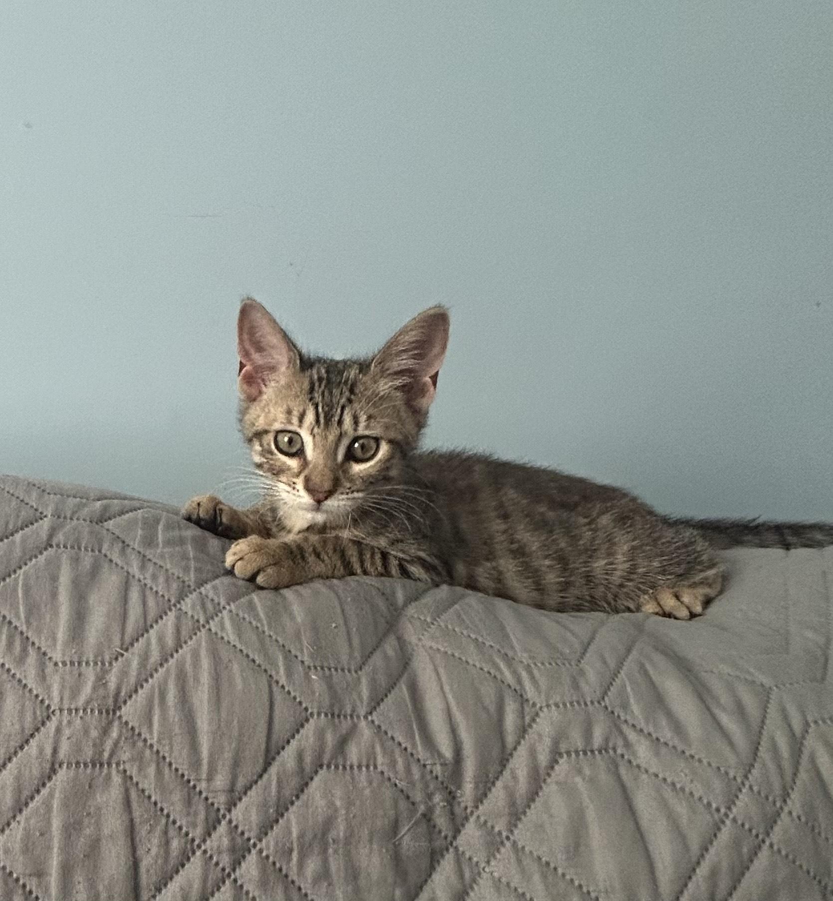 Artemis
