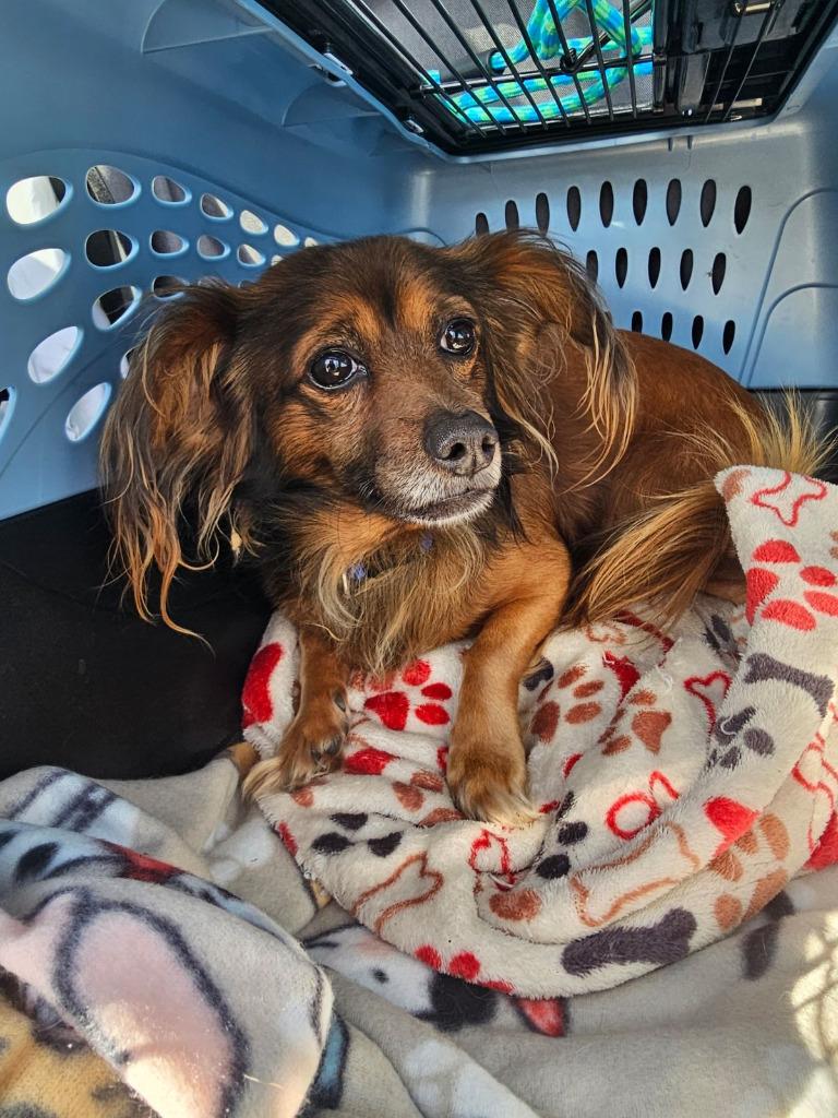 Ludwig von Bethoven, Adoptable, Senior Male Papillon.