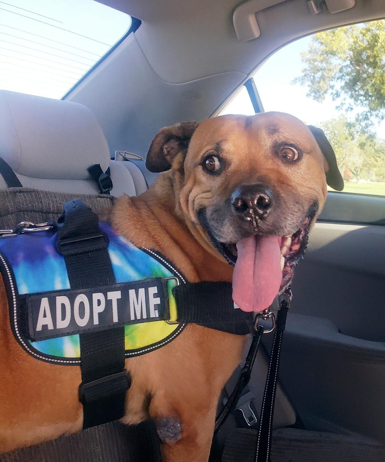 Champ the Family Dog Courtesy Post, Adoptable, Adult Male American Staffordshire Terrier.