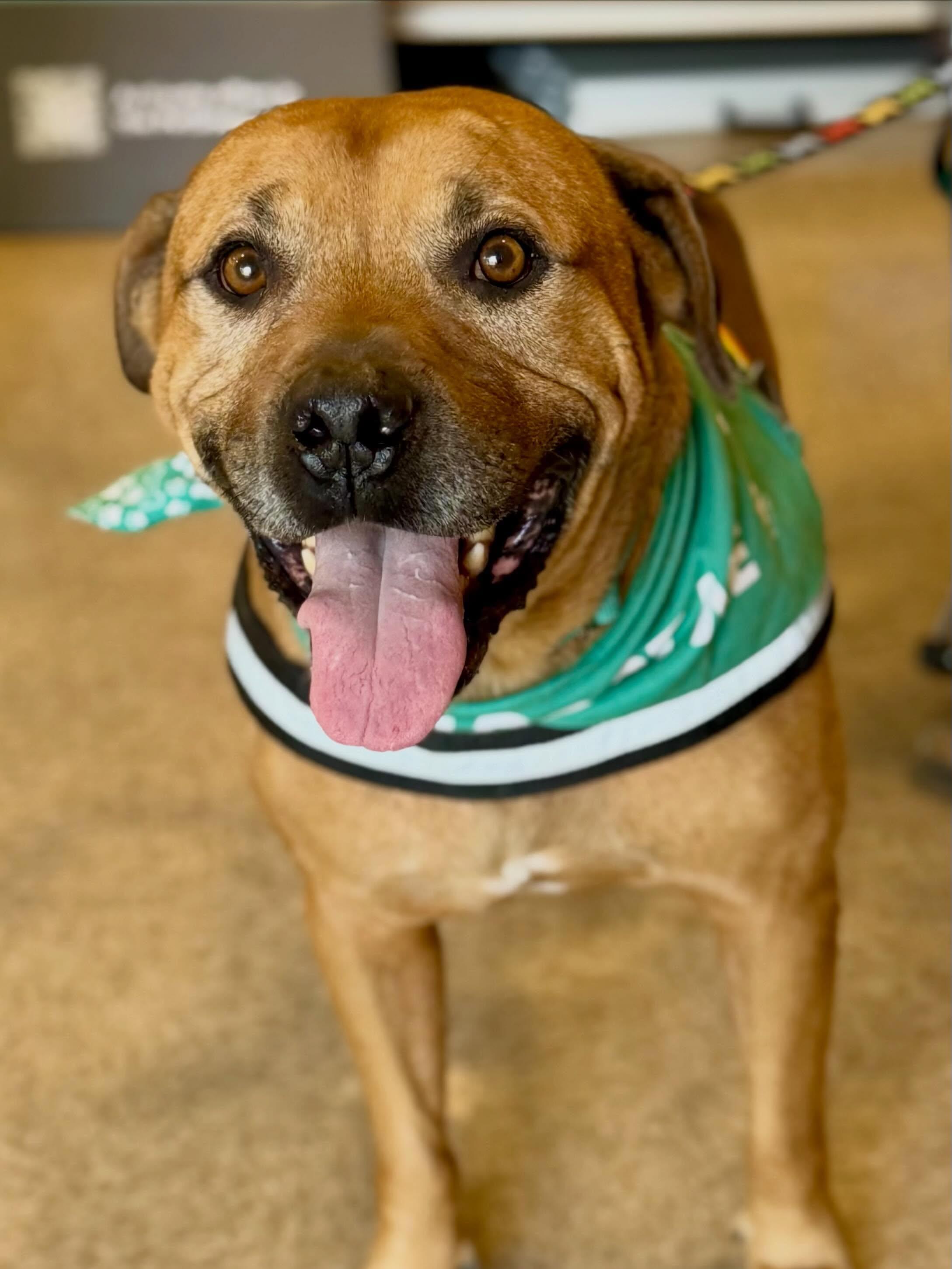 Enlarge Champ the Family Dog Courtesy Post, a Adoptable mixed breed in Scottsdale, AZ image 2/4