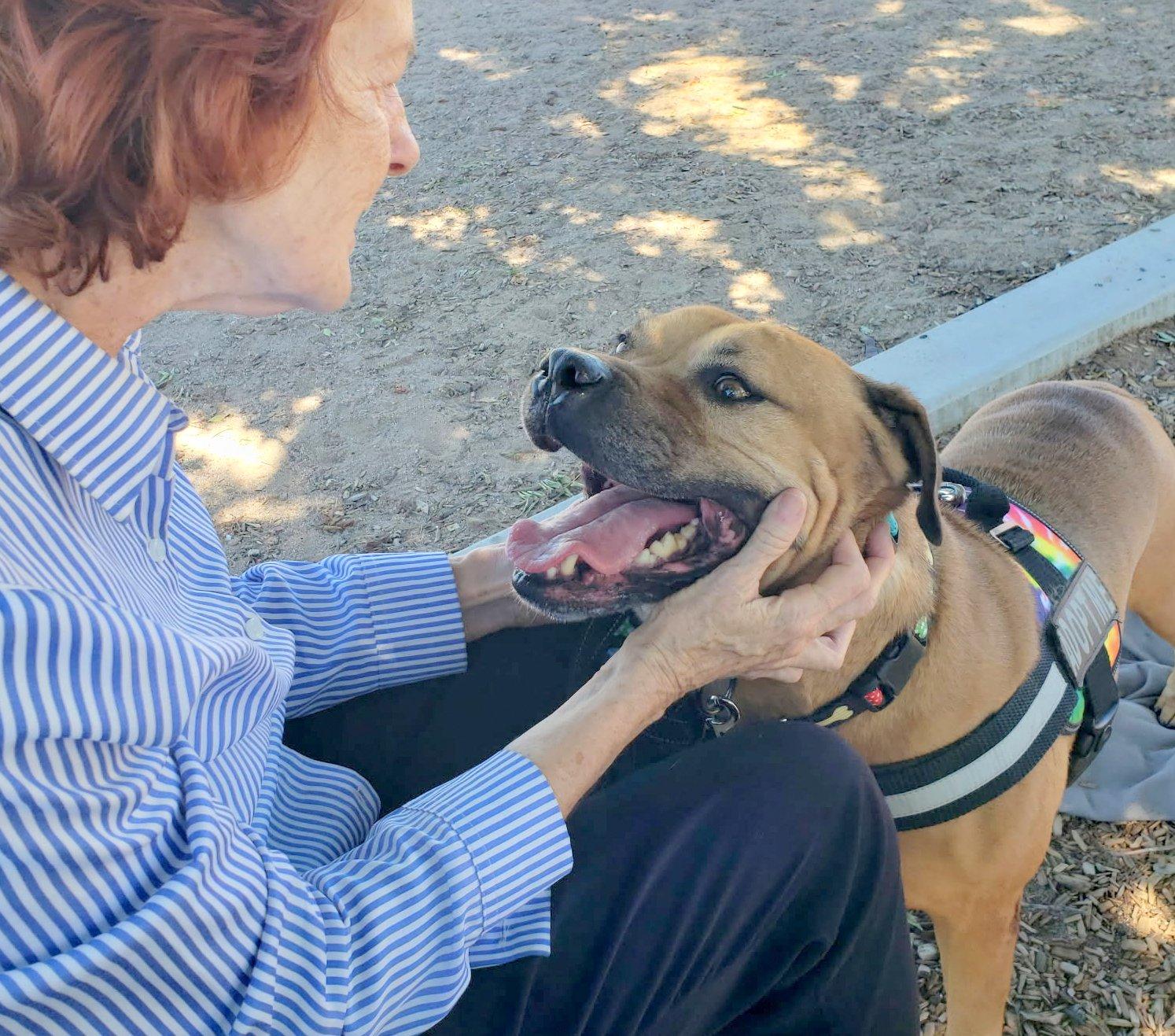 Enlarge Champ the Family Dog Courtesy Post, a Adoptable mixed breed in Scottsdale, AZ image 4/4