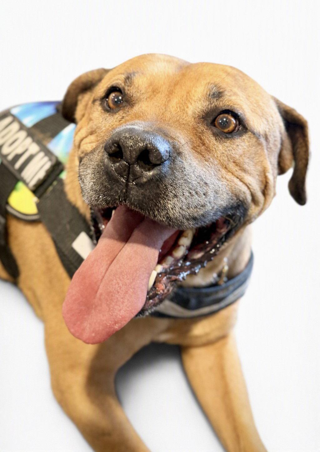 Enlarge Champ the Family Dog Courtesy Post, a Adoptable mixed breed in Scottsdale, AZ image 3/4
