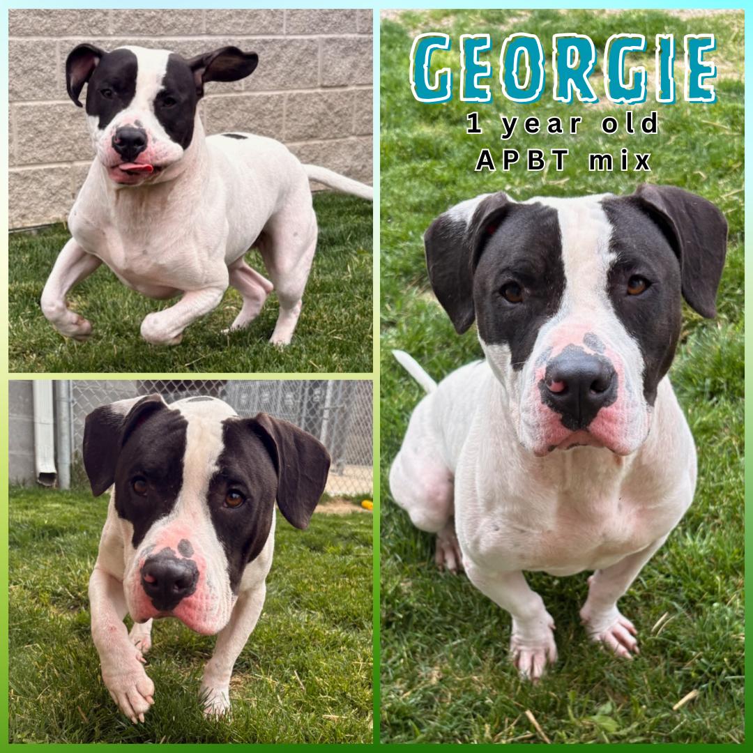 Enlarge Georgie, a Adoptable mixed breed in Franklin, IN image 1/1