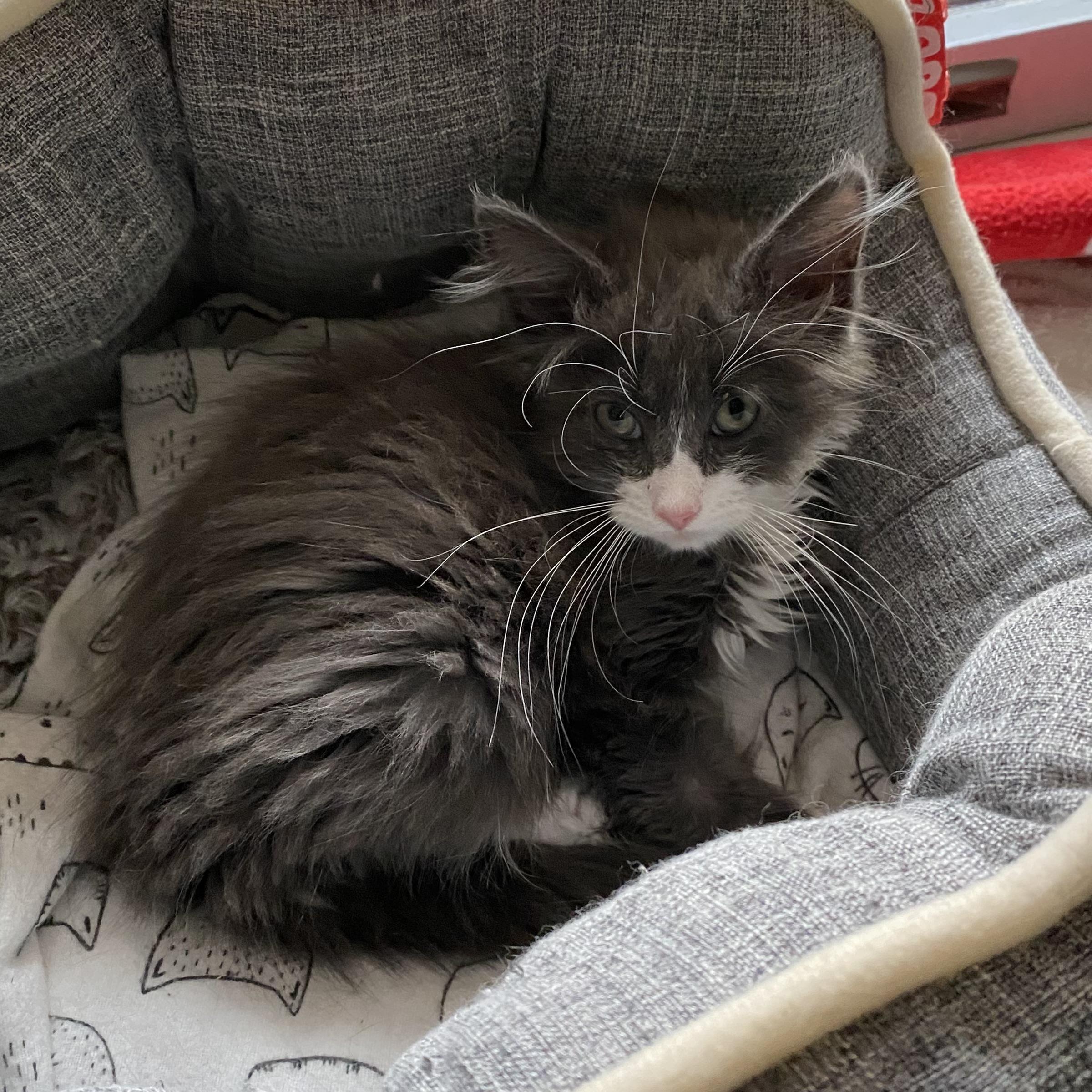 Enlarge Wolf, an adopted Domestic Long Hair in Stanstead, QC image 2/3
