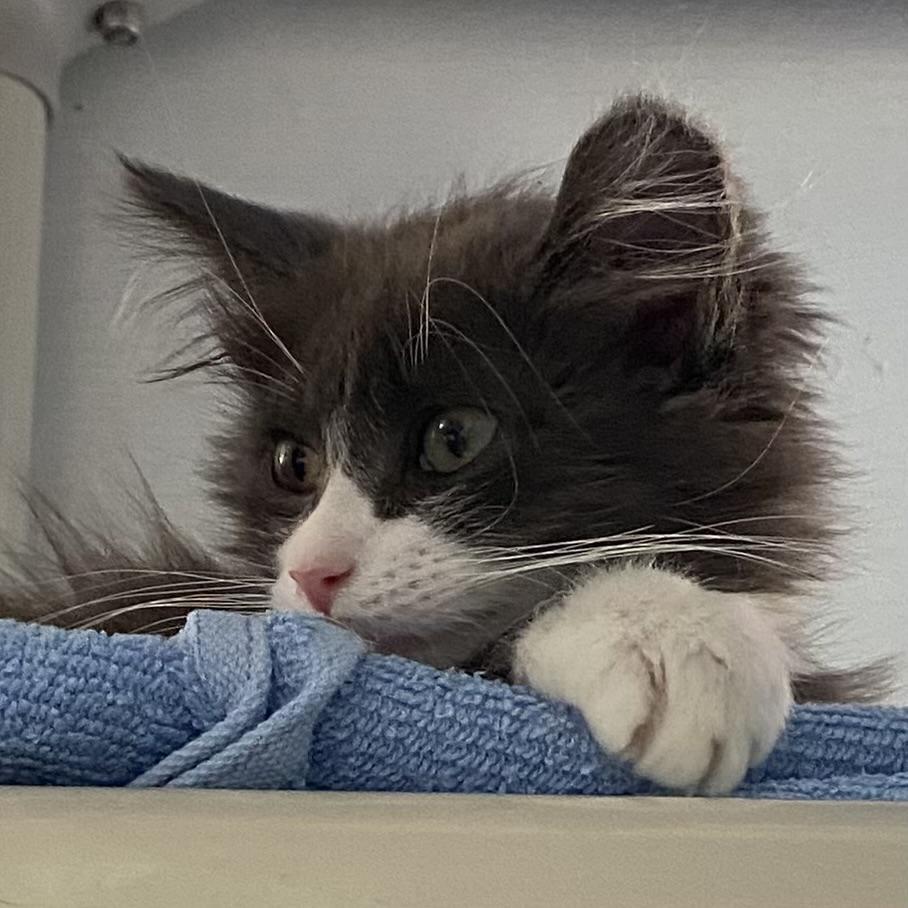 Wolf, adopted, Kitten Male Domestic Long Hair.
