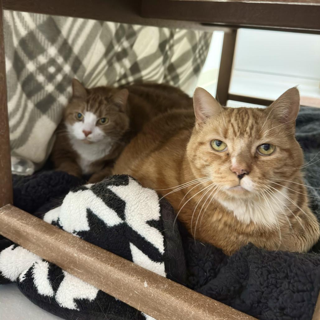 Enlarge Vaugn, a Adoptable Domestic Short Hair in Bedford, NH image 1/6