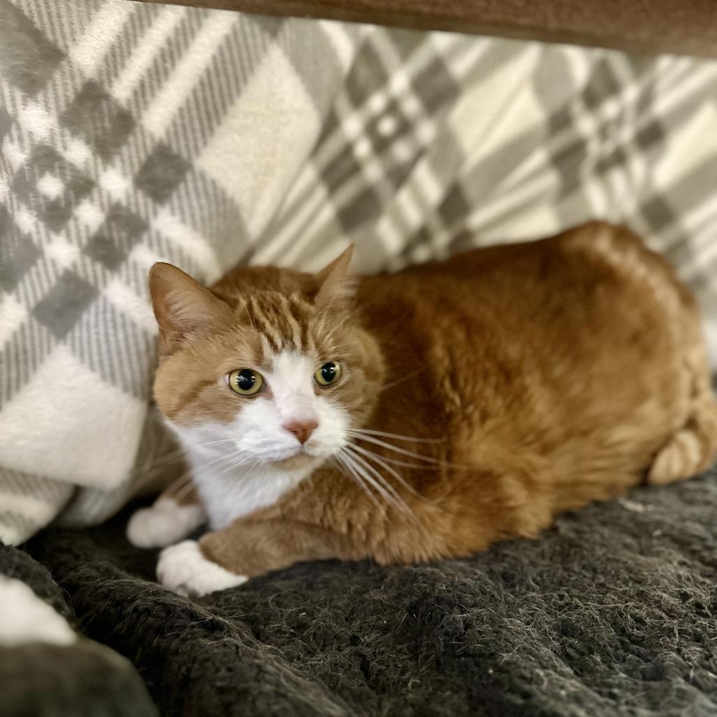 Enlarge Vaugn, a Adoptable Domestic Short Hair in Bedford, NH image 3/6