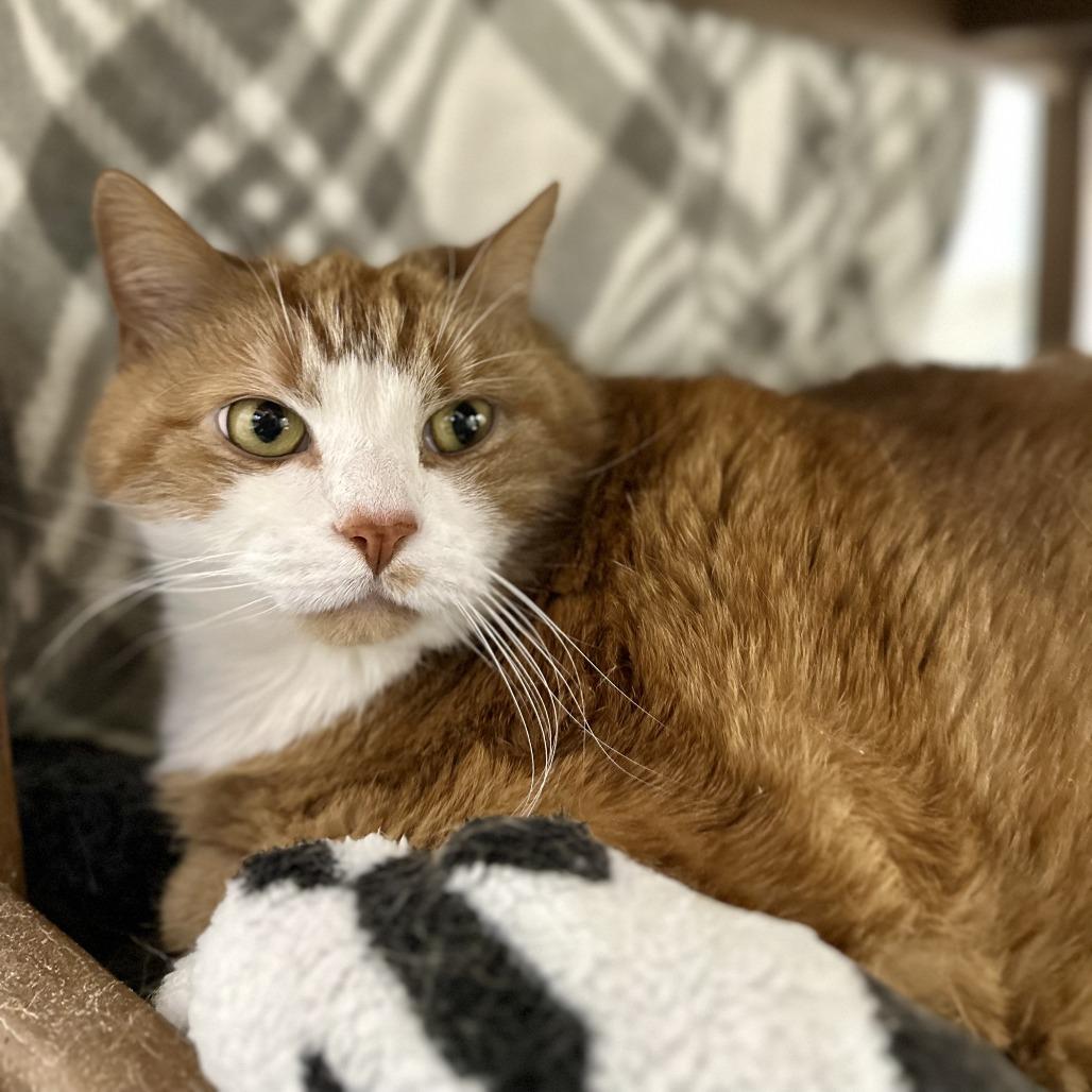 Enlarge Vaugn, a Adoptable Domestic Short Hair in Bedford, NH image 4/6