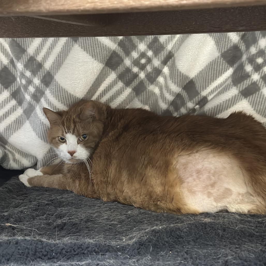 Enlarge Vaugn, a Adoptable Domestic Short Hair in Bedford, NH image 5/6