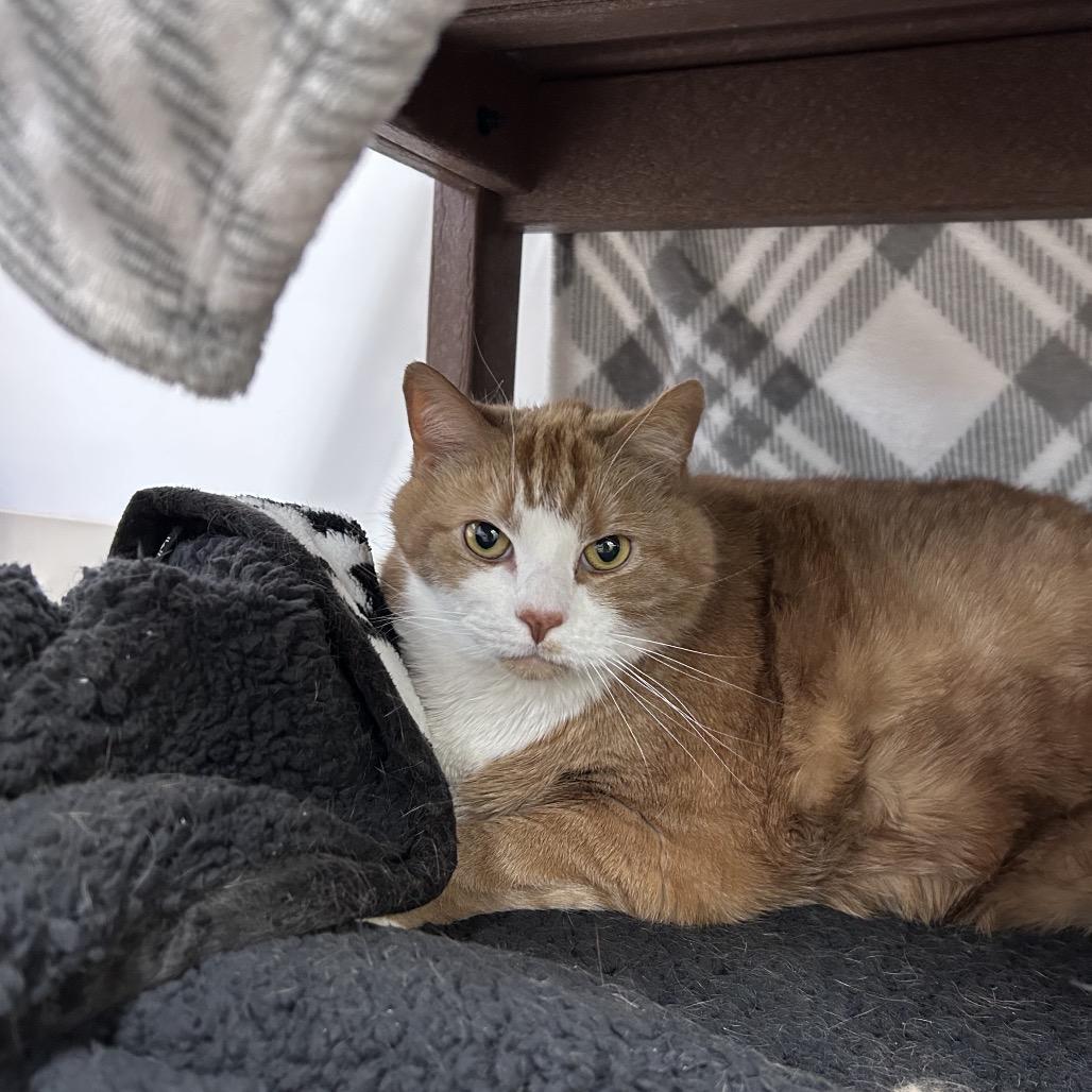 Enlarge Vaugn, a Adoptable Domestic Short Hair in Bedford, NH image 6/6