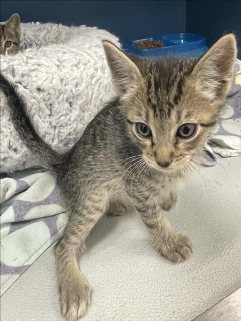 LUZ, Adoptable, Young Male Domestic Short Hair.