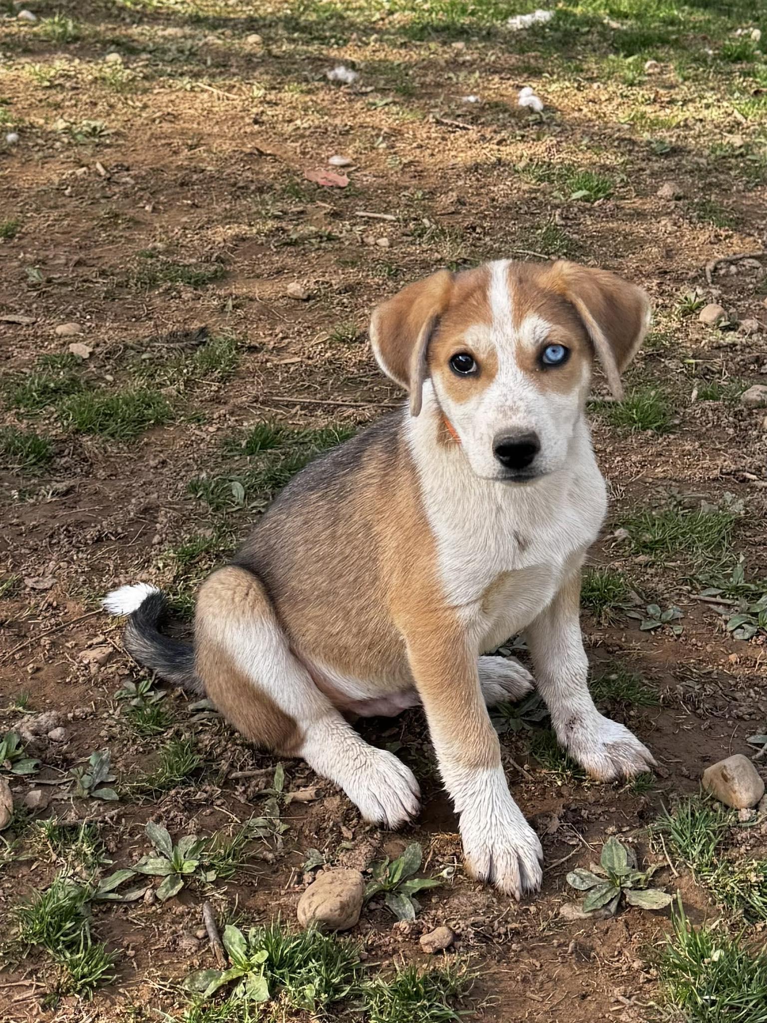 Matcha, Adoptable, Puppy Female Siberian Husky & Coonhound.