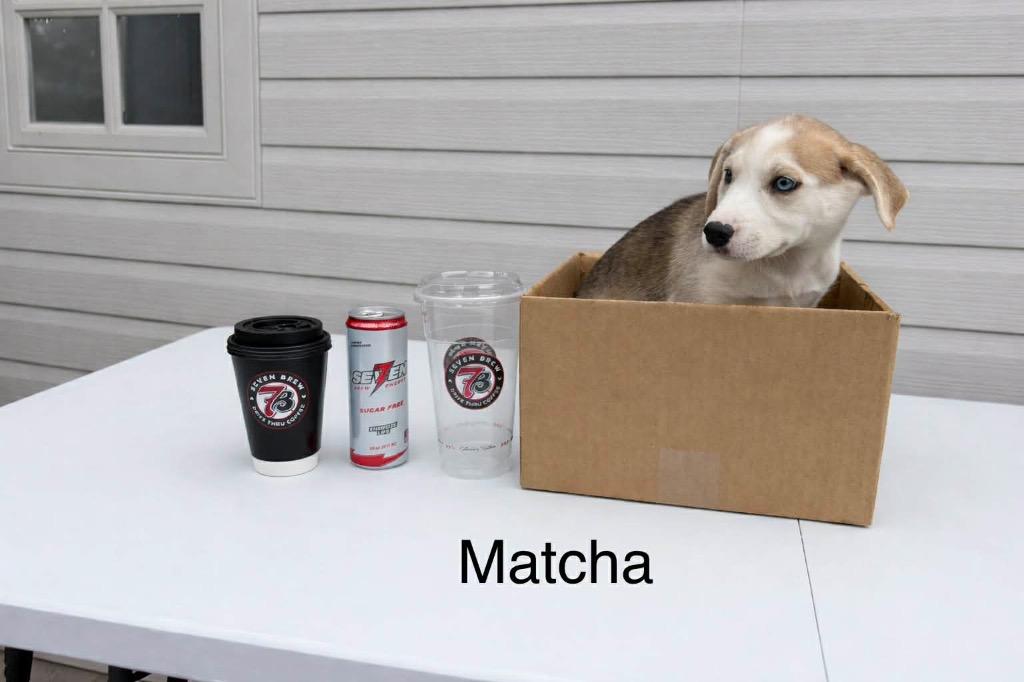 Matcha, a Adoptable mixed breed in Jarrettsville, MD image 2/2