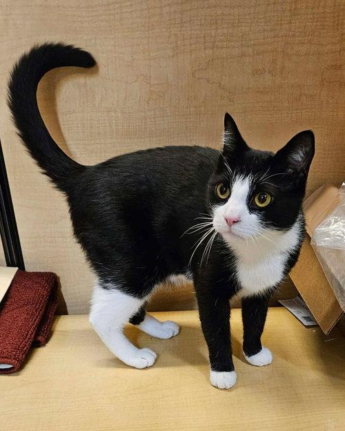 Enlarge Chance, an adopted Tuxedo in Mount Royal, NJ image 2/3