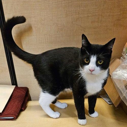 Chance, adopted, Young Male Tuxedo.