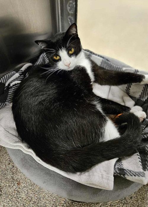 Enlarge Chance, an adopted Tuxedo in Mount Royal, NJ image 3/3