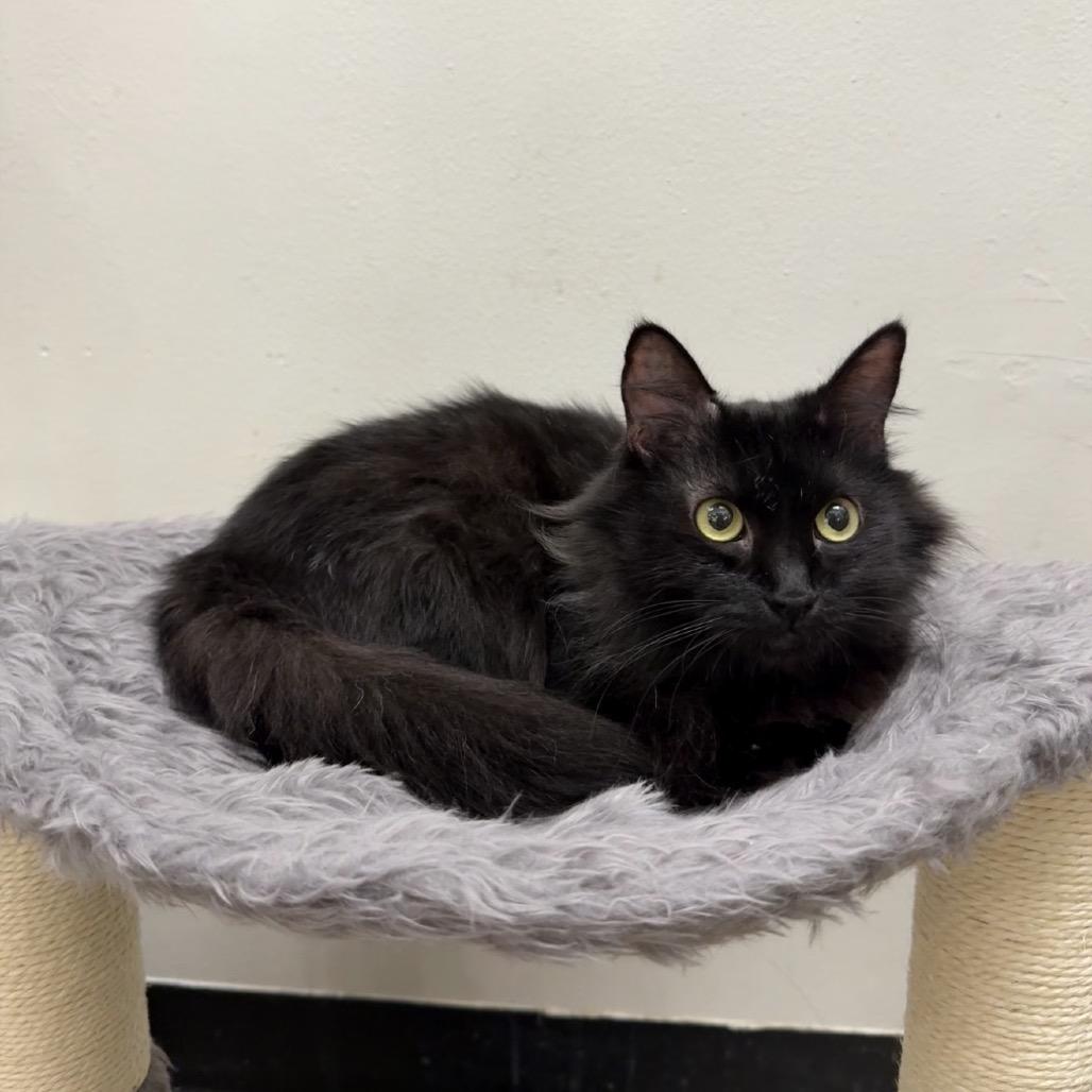 Easter, Adoptable, Adult Female Domestic Medium Hair.