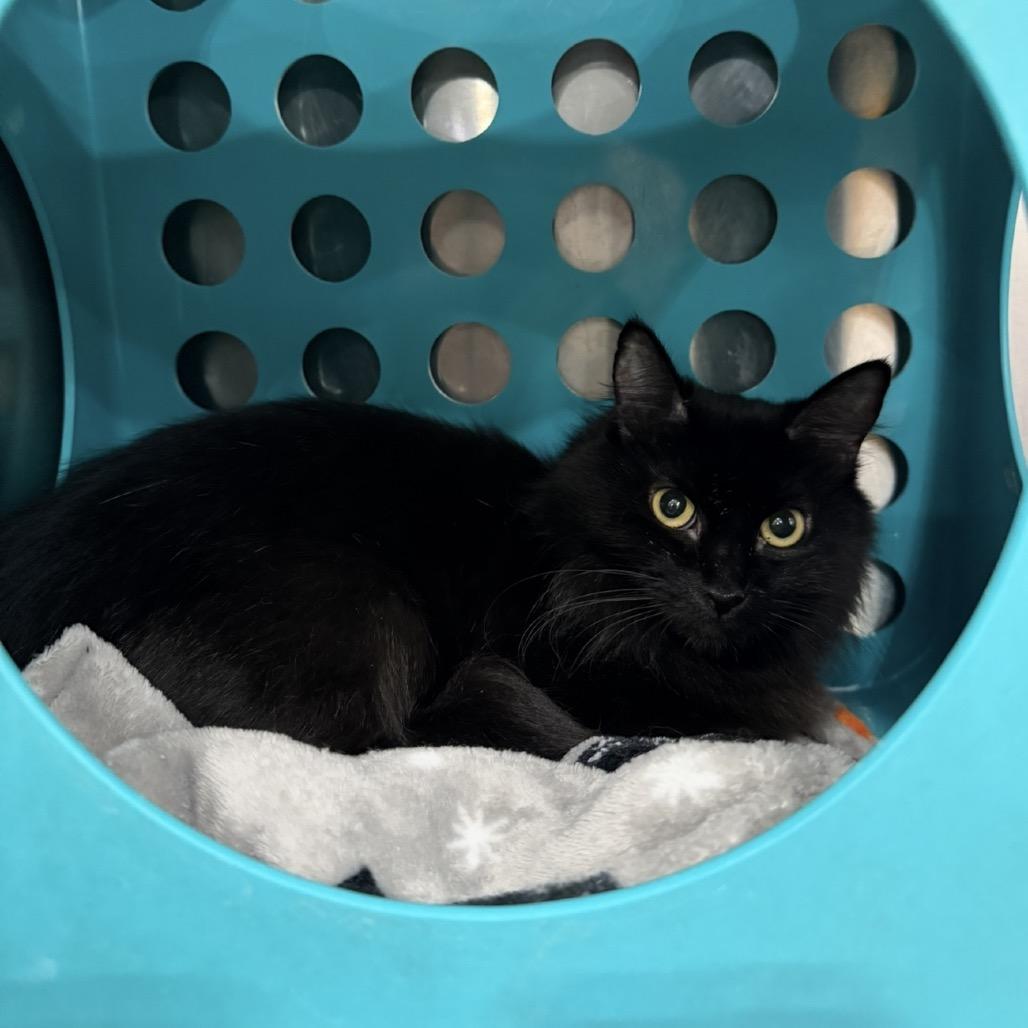 Easter, a Adoptable Domestic Medium Hair in Williston, FL image 1/5