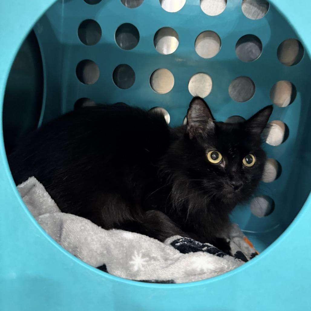 Easter, a Adoptable Domestic Medium Hair in Williston, FL image 2/5