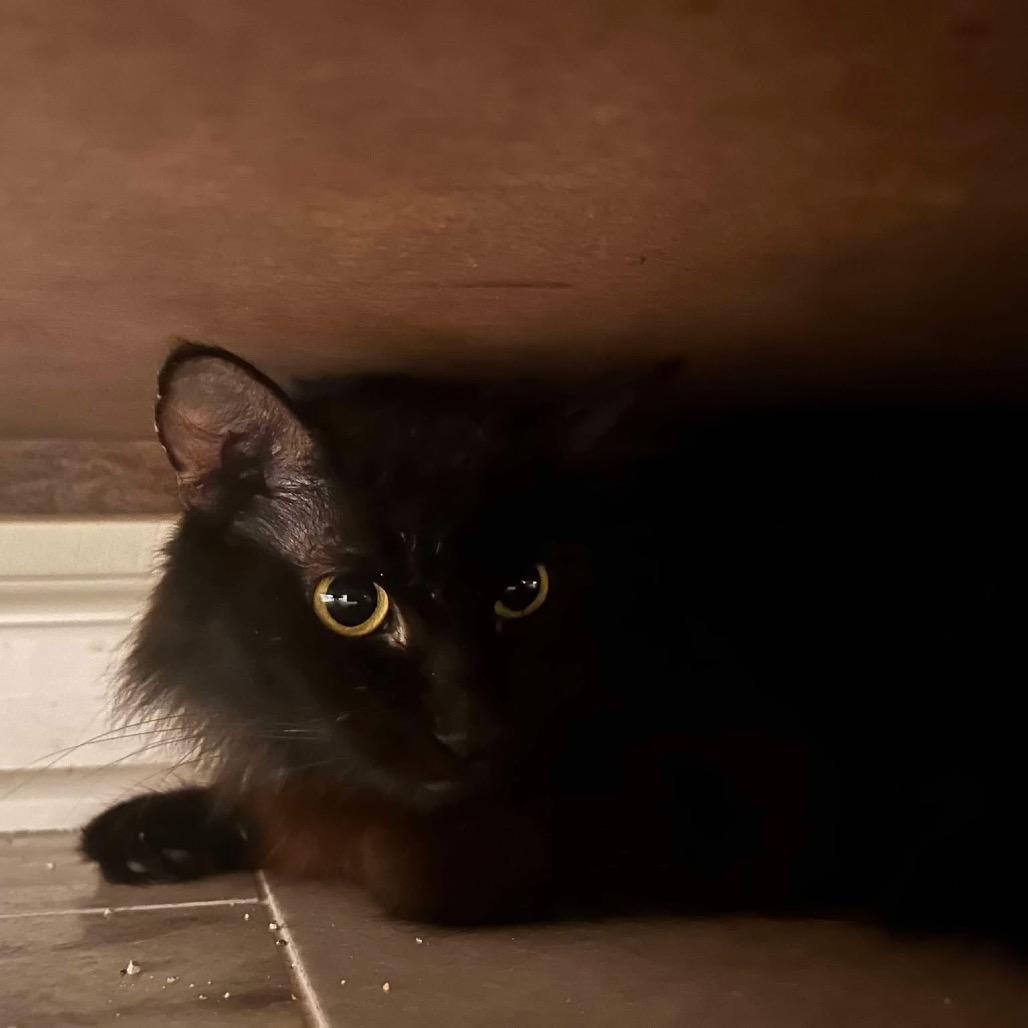 Easter, a Adoptable Domestic Medium Hair in Williston, FL image 3/5