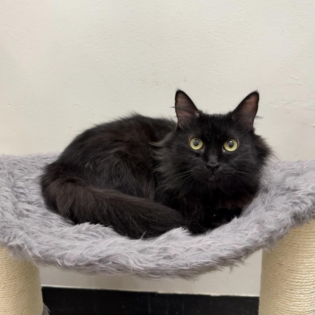 Easter, a Adoptable Domestic Medium Hair in Williston, FL image 5/5