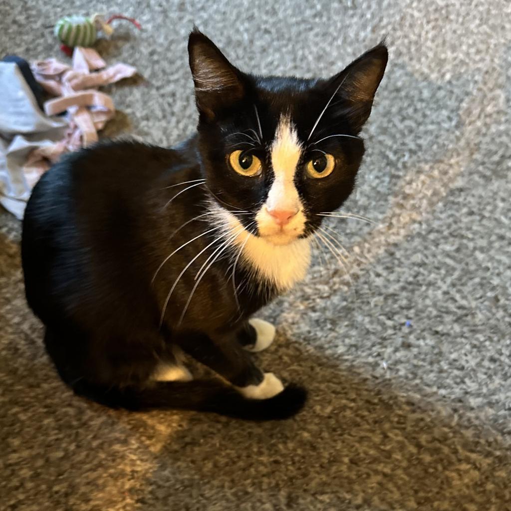 Charlotte, a Adoptable Domestic Short Hair in Nowata, OK image 1/6