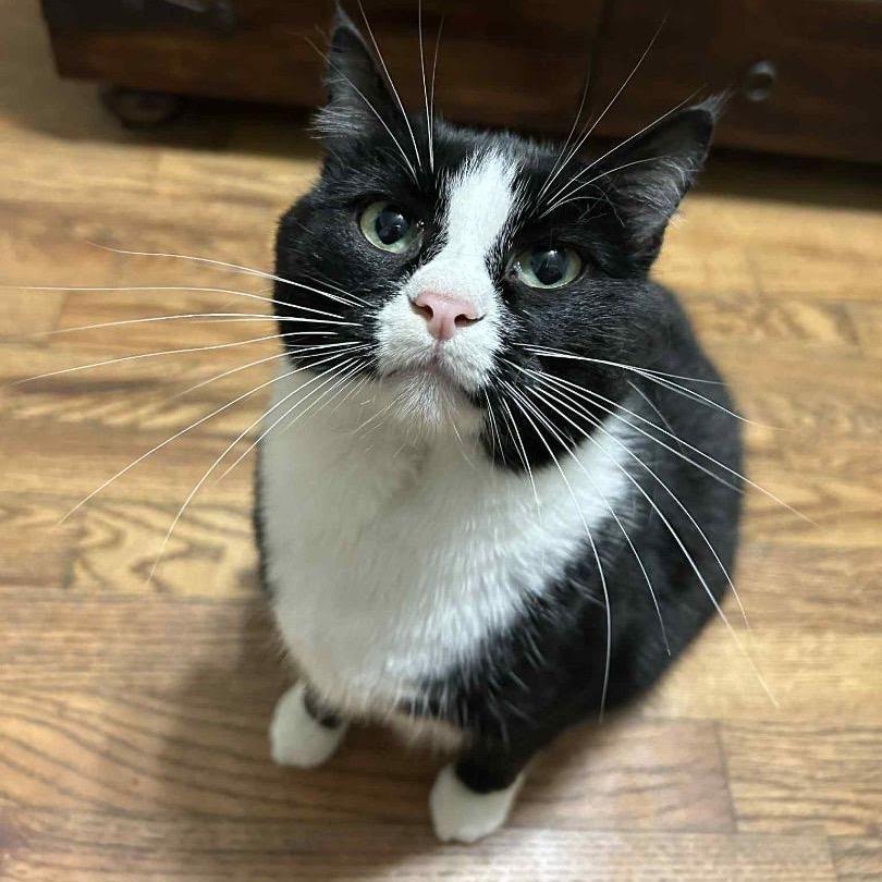 Charlotte, a Adoptable Domestic Short Hair in Nowata, OK image 2/6