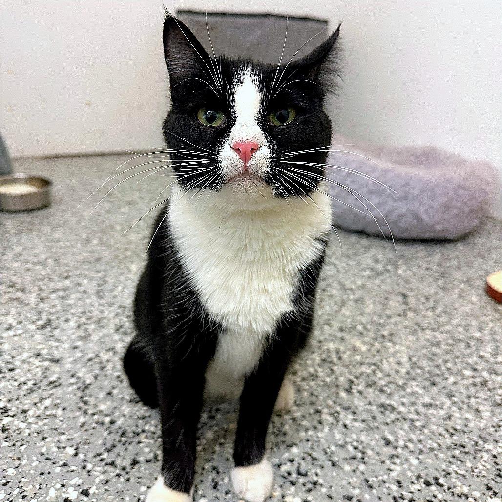 Charlotte, a Adoptable Domestic Short Hair in Nowata, OK image 3/6