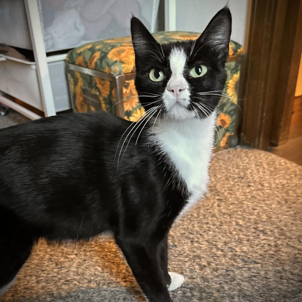 Charlotte, a Adoptable Domestic Short Hair in Nowata, OK image 4/6