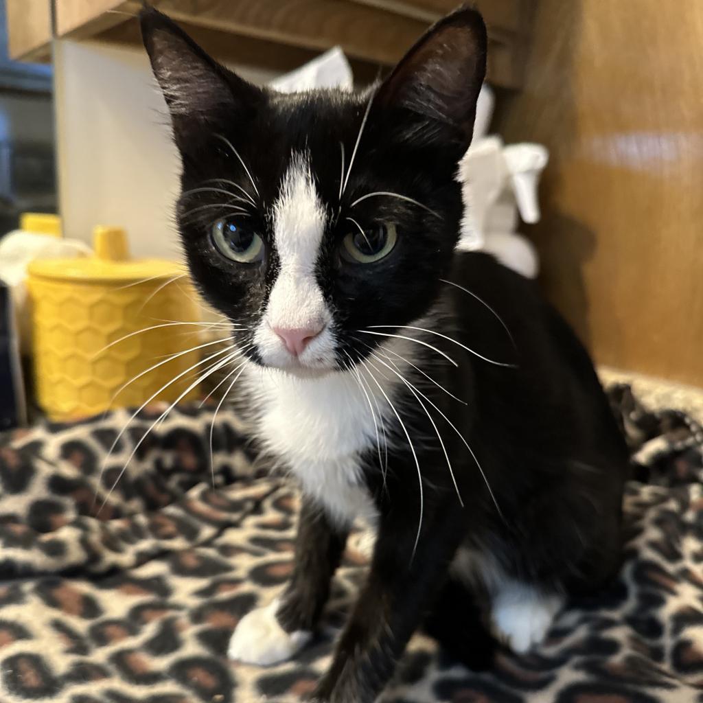 Charlotte, a Adoptable Domestic Short Hair in Nowata, OK image 5/6