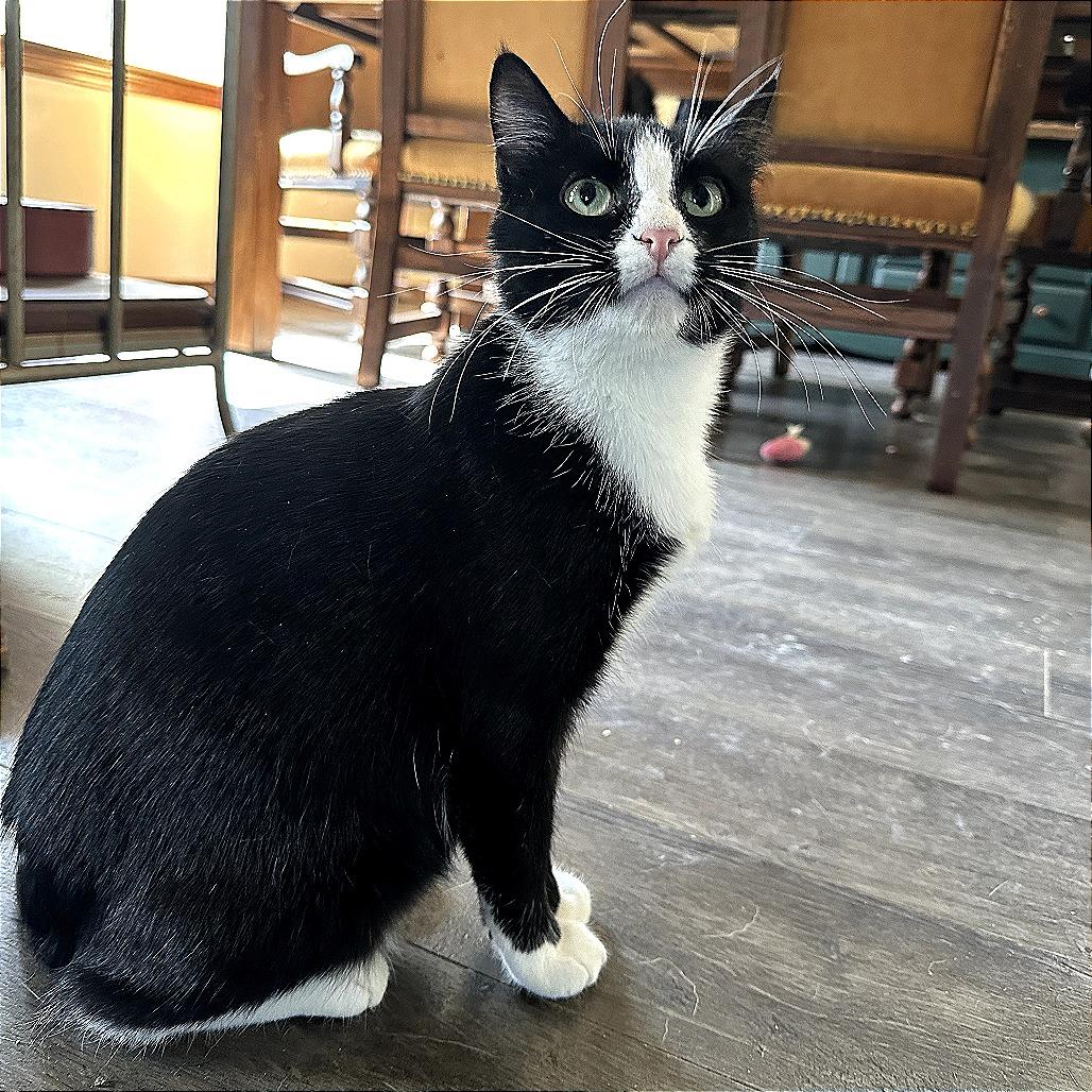 Charlotte, a Adoptable Domestic Short Hair in Nowata, OK image 6/6