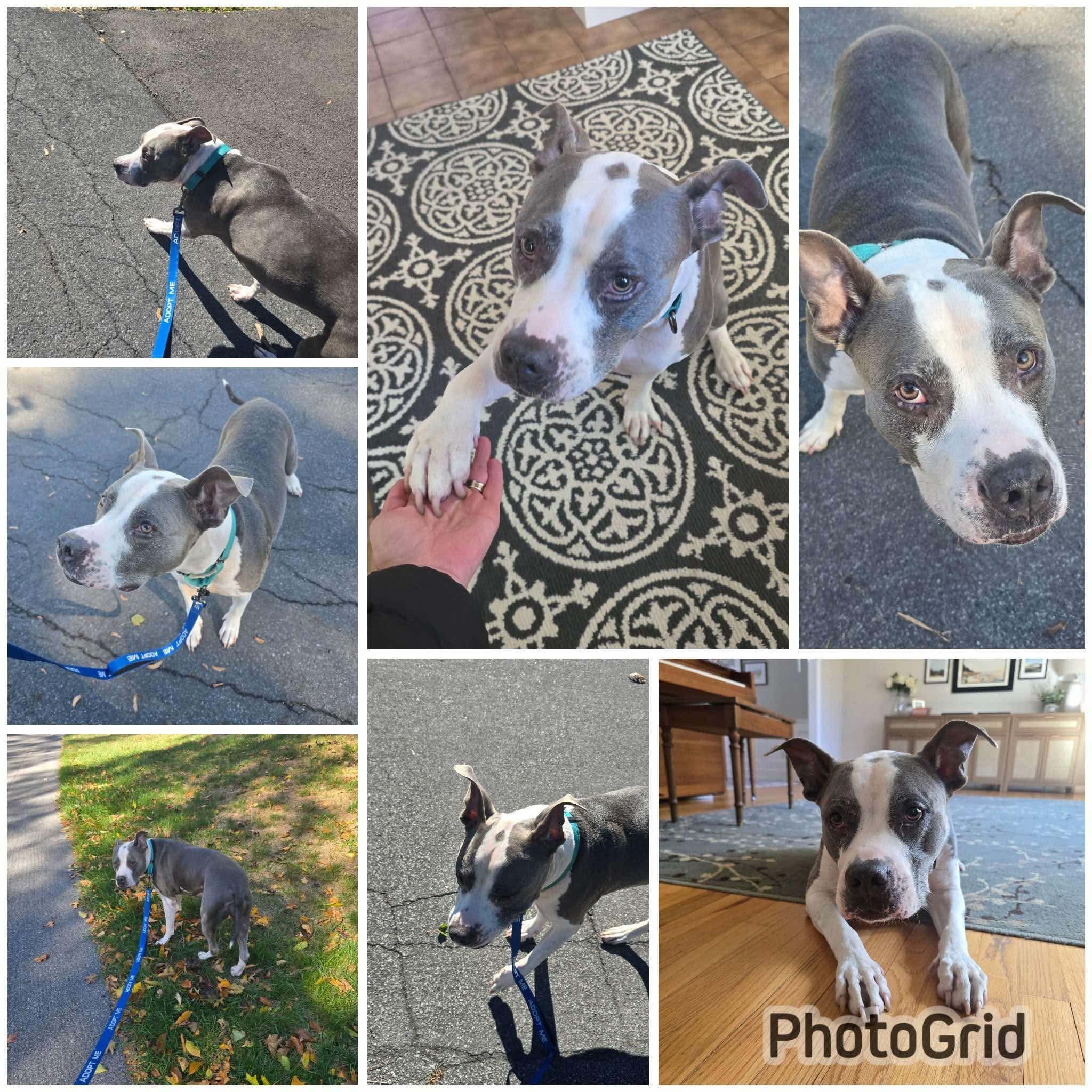 Sky, Adoptable, Adult Female Bulldog.