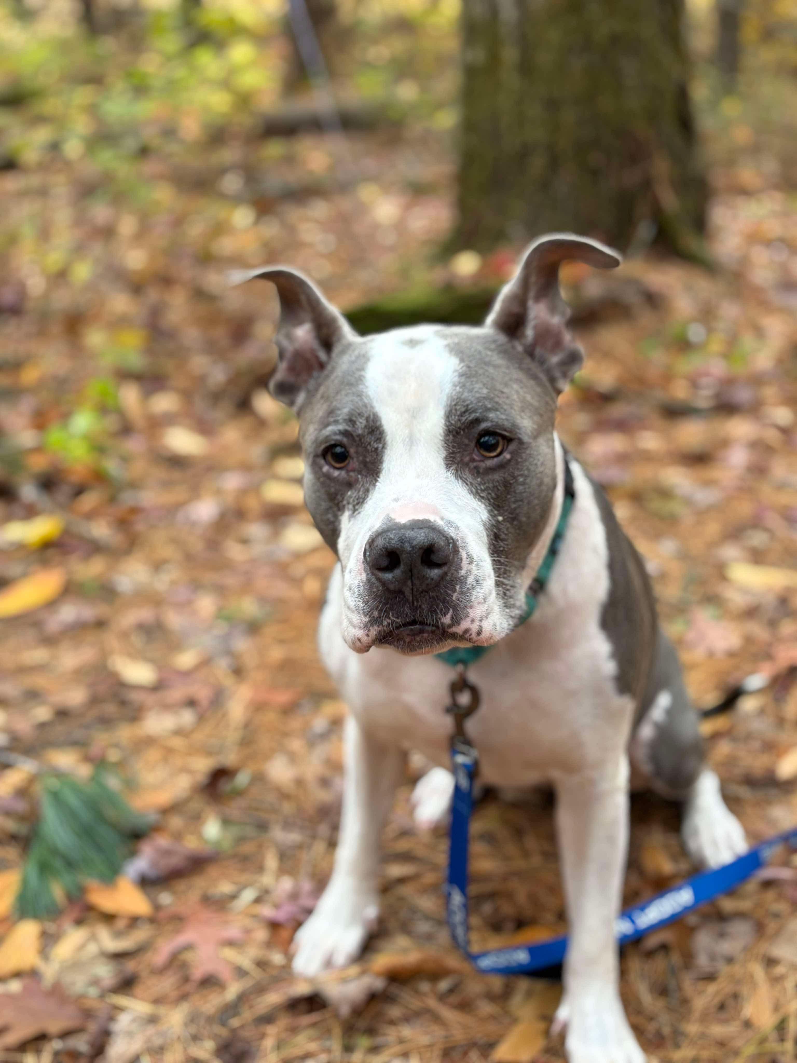 Sky, Adoptable, Adult Female Bulldog.