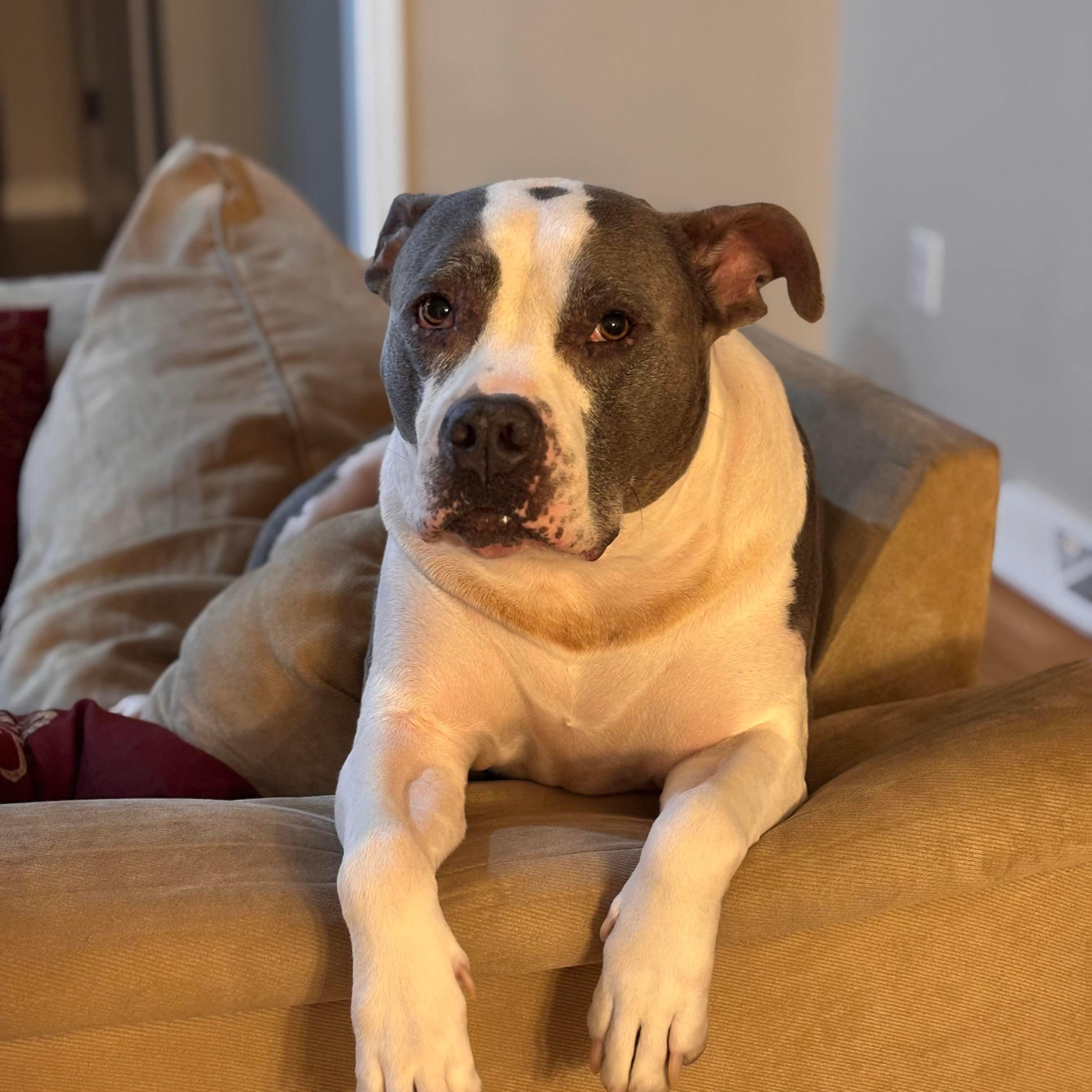 Sky, Adoptable, Adult Female Bulldog.