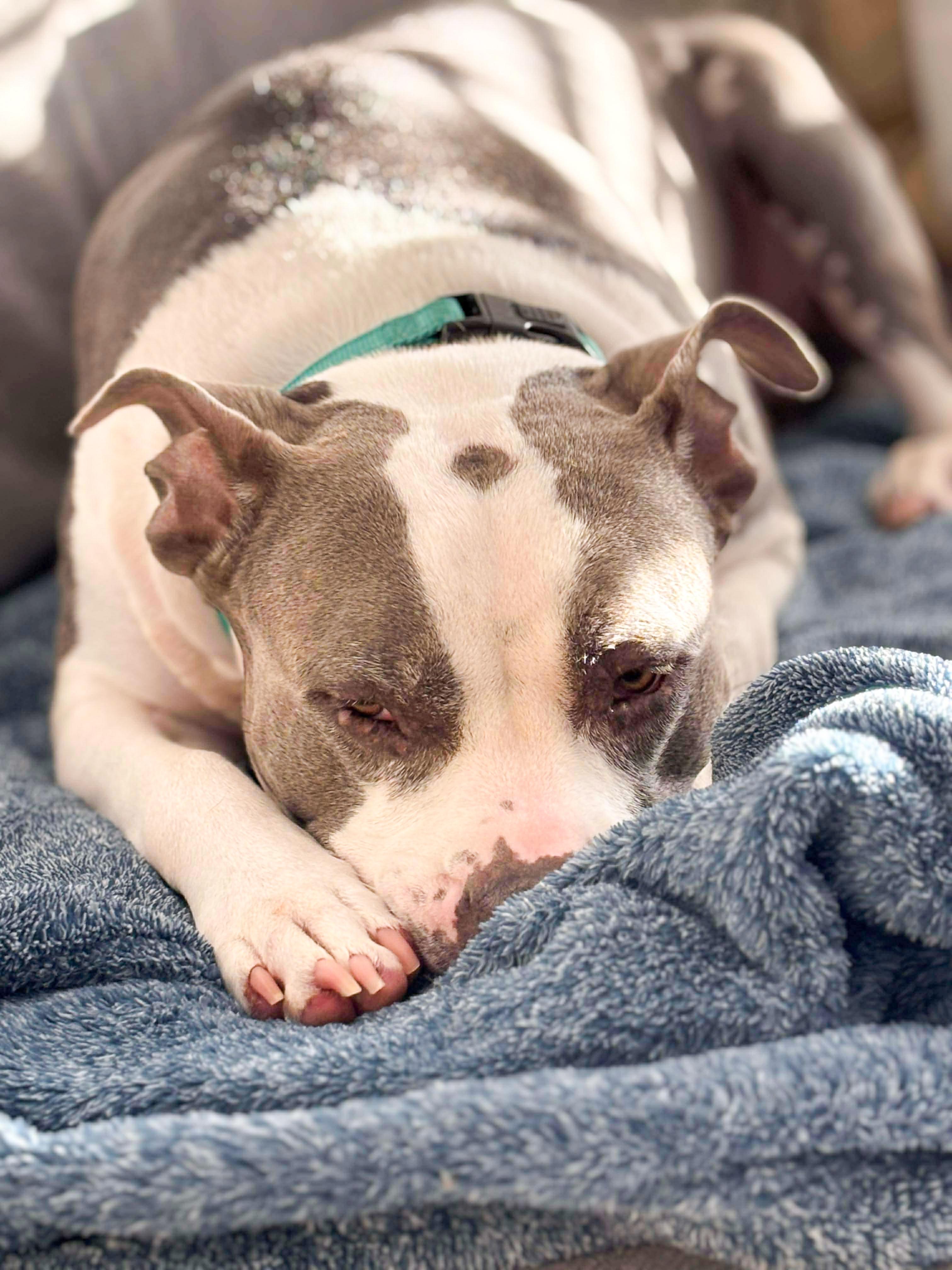 Sky, Adoptable, Adult Female Bulldog.