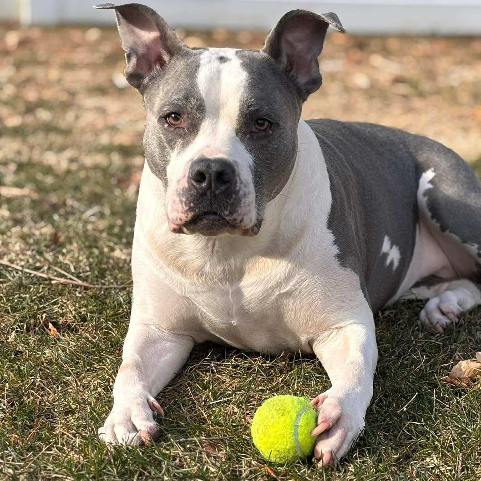 Sky, Adoptable, Adult Female Bulldog.