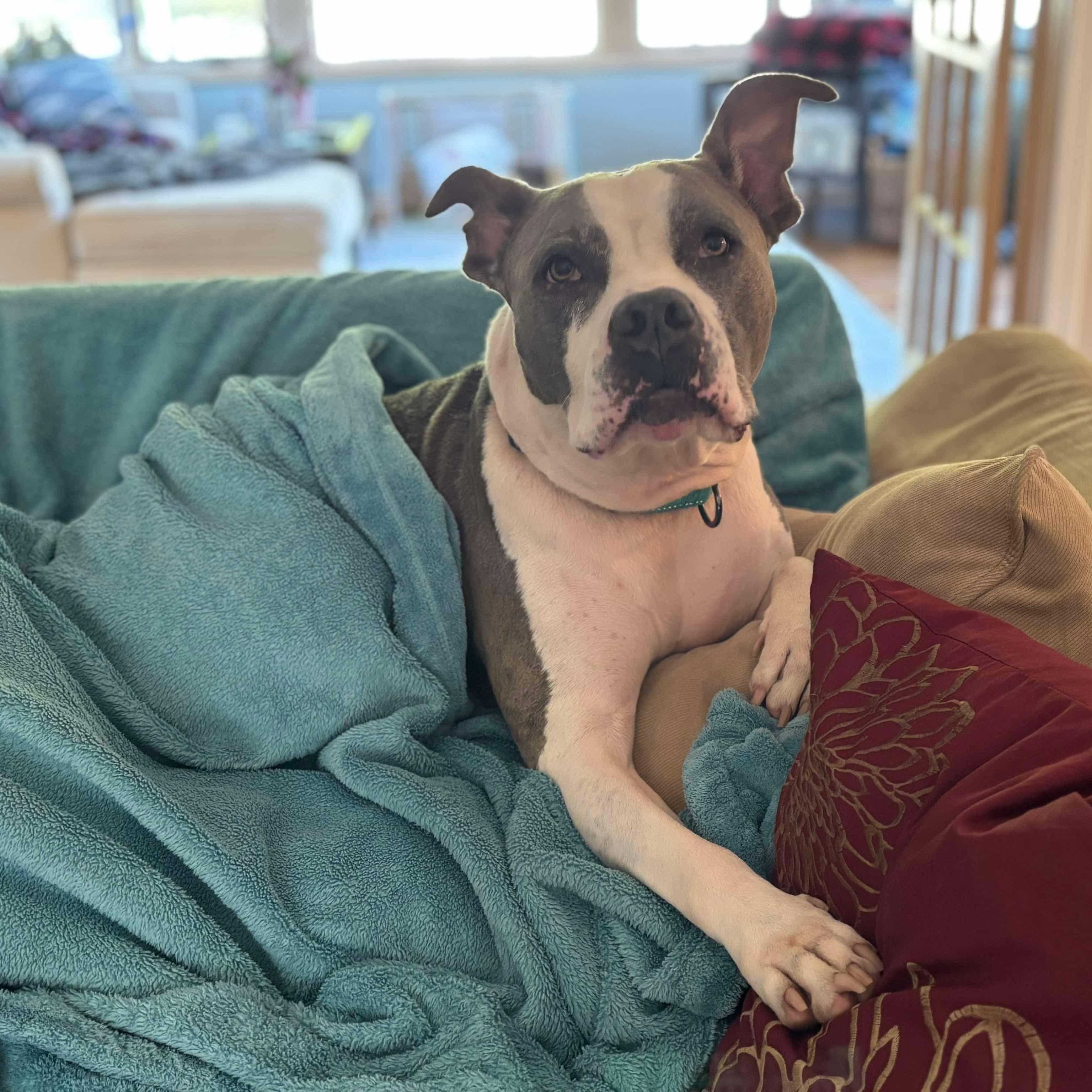 Sky, a Adoptable mixed breed in Argyle, NY image 5/6