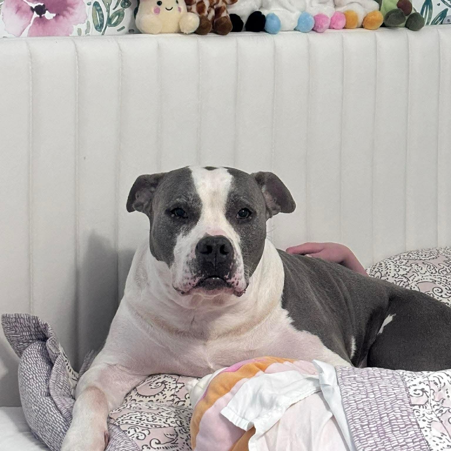 Sky, Adoptable, Adult Female Bulldog.