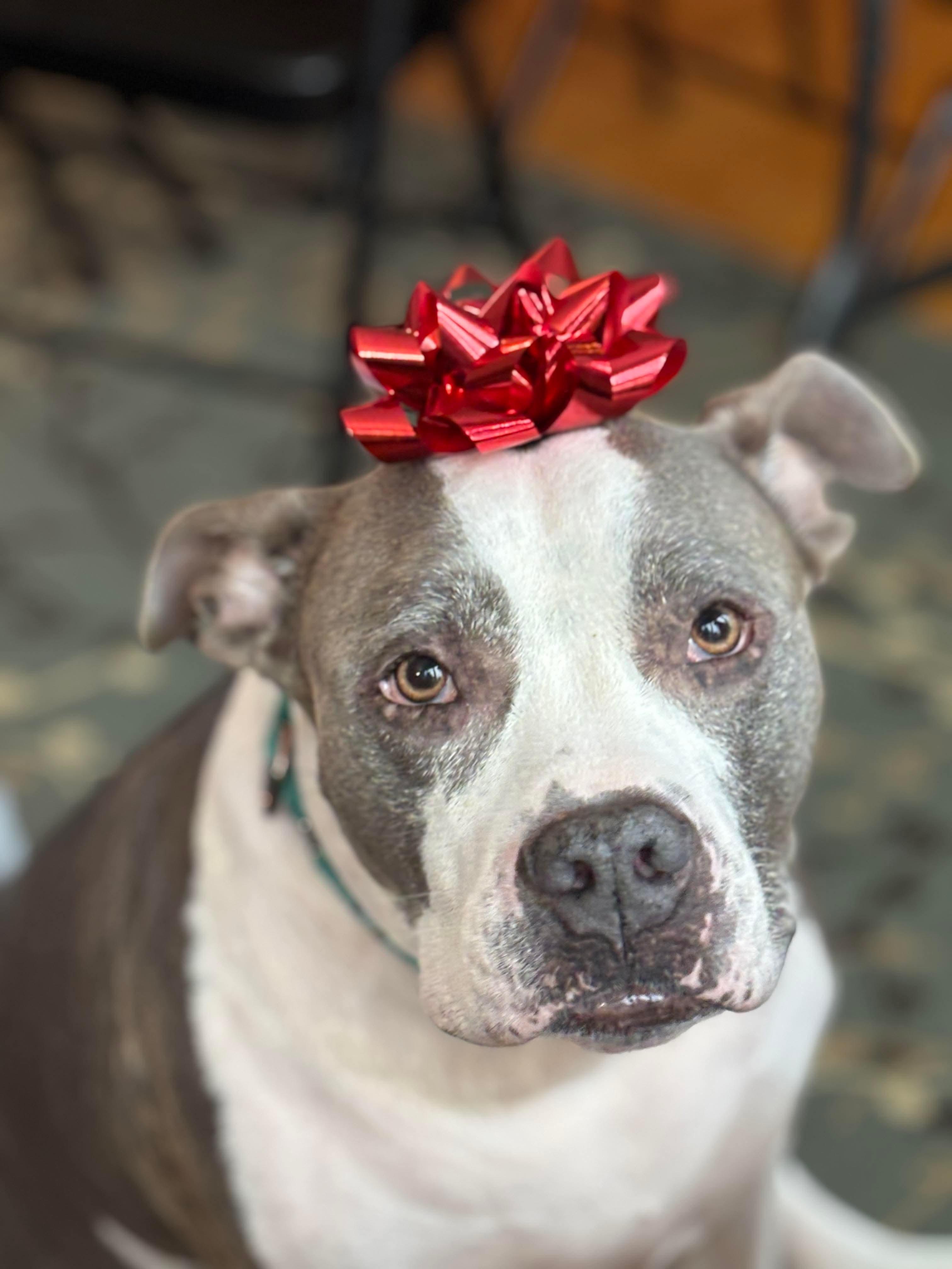 Sky, a Adoptable mixed breed in Argyle, NY image 2/6