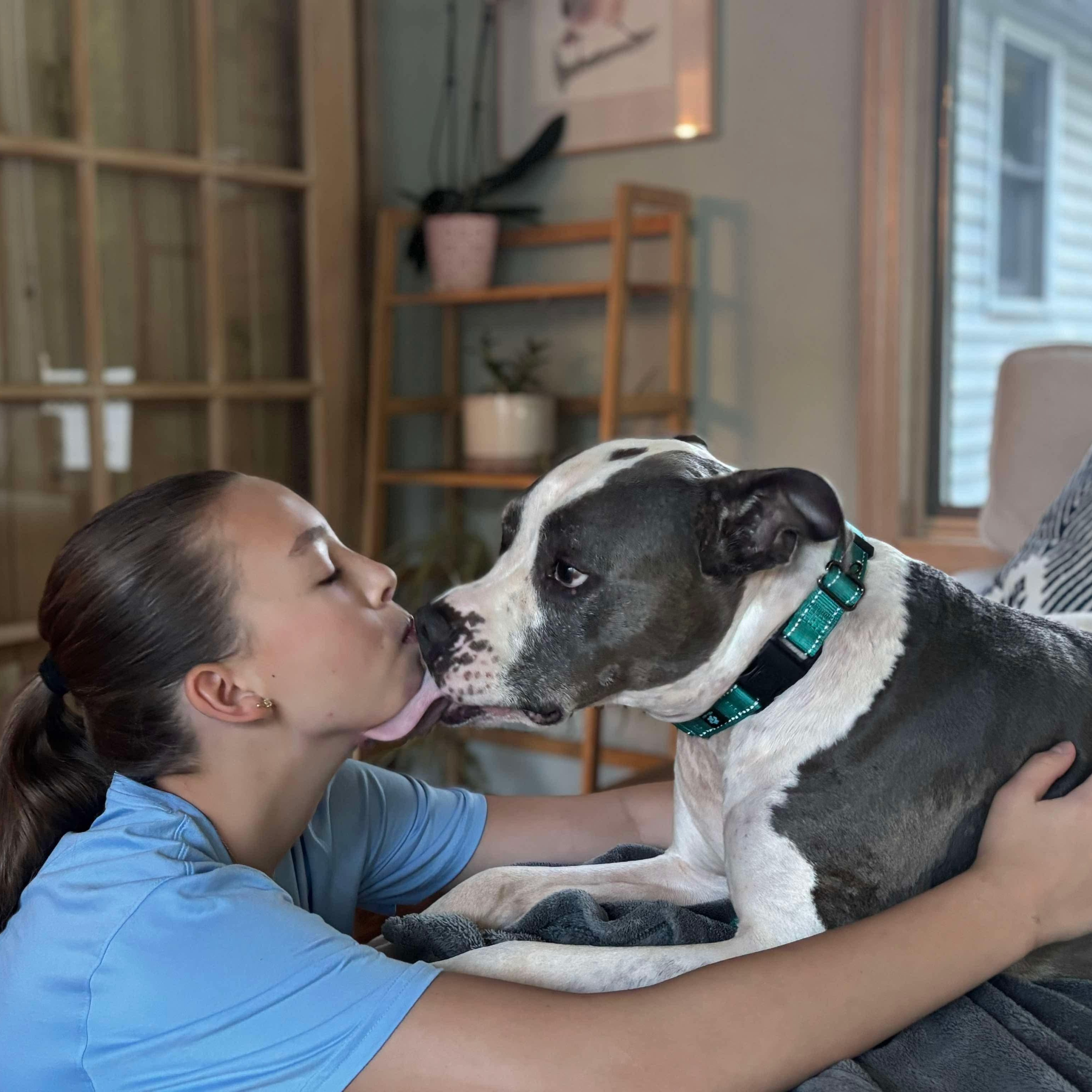 Sky, Adoptable, Adult Female Bulldog.