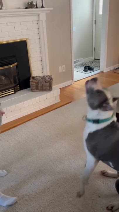 Enlarge Sky, a Adoptable mixed breed in Argyle, NY video 6/6