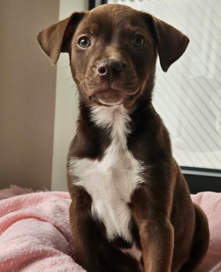 Clifford, ADOPTABLE, Puppy Male Mixed Breed.