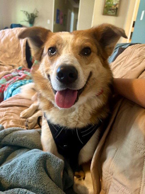 Fozzy, Adopted, Adult Male Mixed Breed.